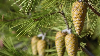 Croissance et écologie du pin d’Alep (Pinus halepensis Mill.) dans le massif des Beni-Imloul (Aurès, Algérie)