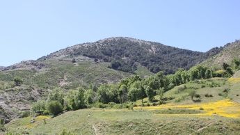 Diversité floristique de la Kabylie des Babors (Algérie)