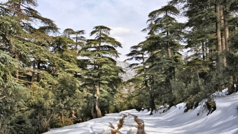 Diversités floristique et biogéographique des cédraies d’Algérie