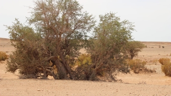 L'arganeraie d'Algérie : structure, écologie, syntaxonomie, dynamique