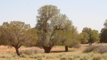 Les dayas à Pistacia atlantica Desf. d’Algérie