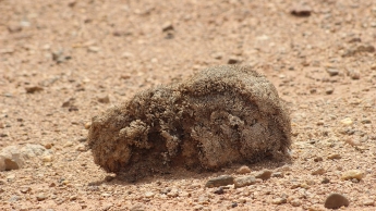 Fredolia aretioides, une curiosité botanique du Sahara