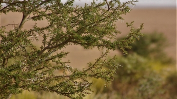 Evolution spatio-temporelle des peuplements d'Acacia tortilis var. raddiana dans les Monts d'Ougarta (Sahara Nord-occidental)