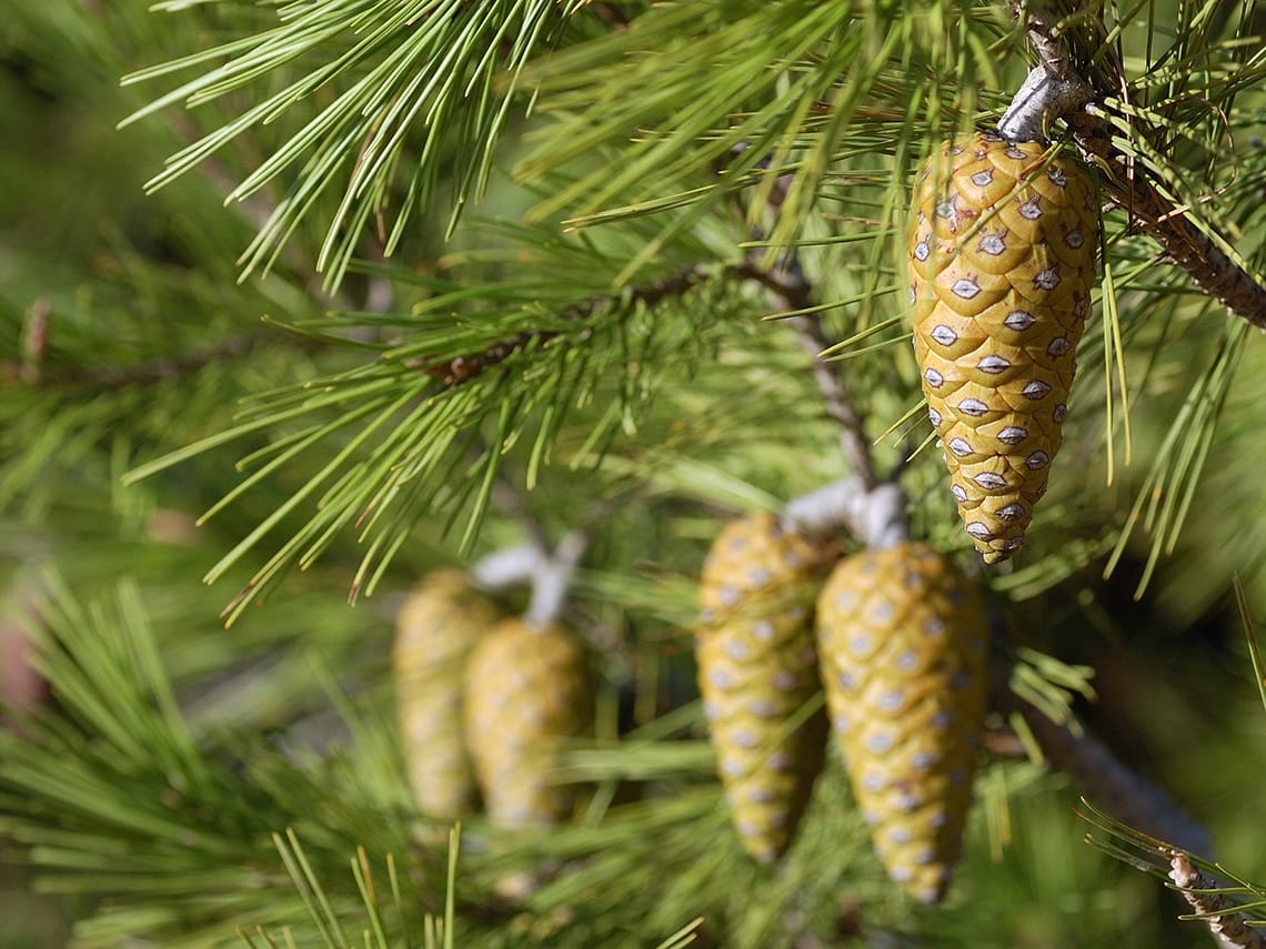 Croissance et écologie du pin d’Alep (Pinus halepensis Mill.) dans le