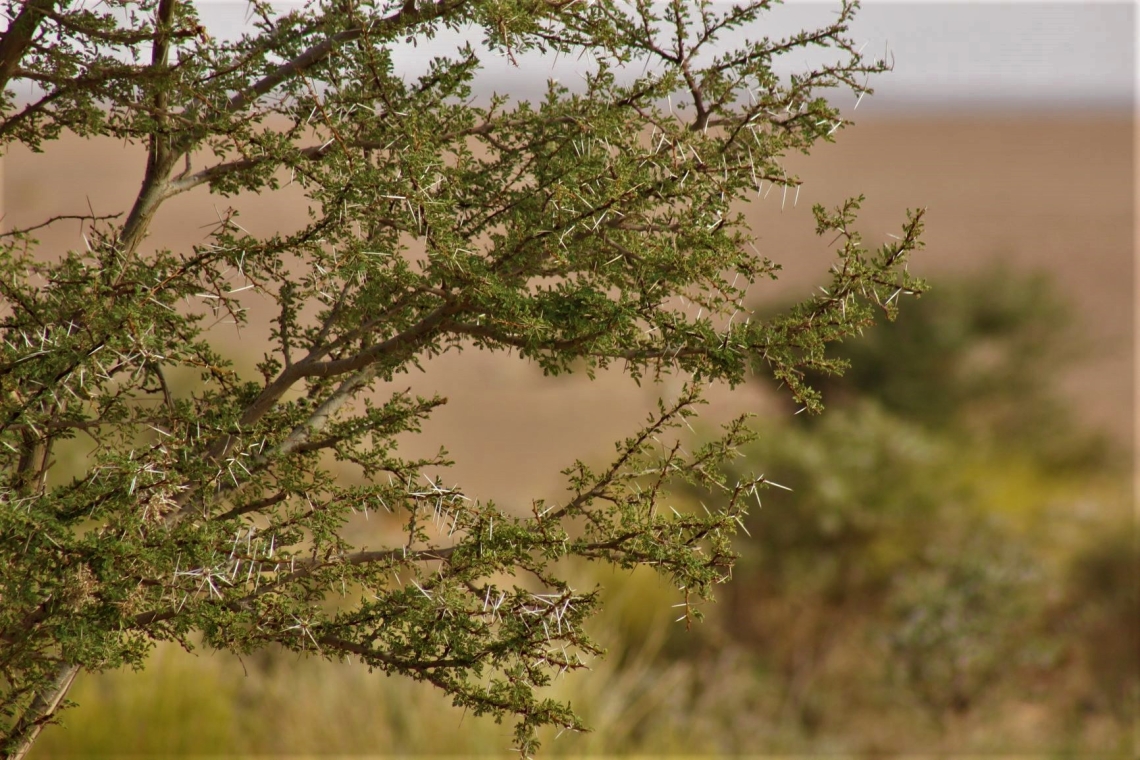 Evolution spatio-temporelle des peuplements d'Acacia tortilis var ...