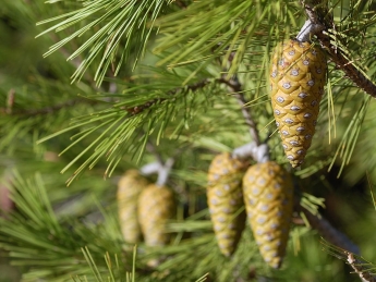 Croissance et écologie du pin d’Alep (Pinus halepensis Mill.) dans le massif des Beni-Imloul (Aurès, Algérie)