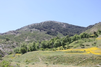 Diversité floristique de la Kabylie des Babors (Algérie)