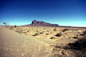 Dynamique de la végétation et succession écologique dans le site de Oglat Ed Daïra