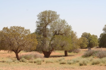 Les dayas à Pistacia atlantica Desf. d’Algérie