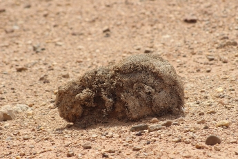 Fredolia aretioides, une curiosité botanique du Sahara