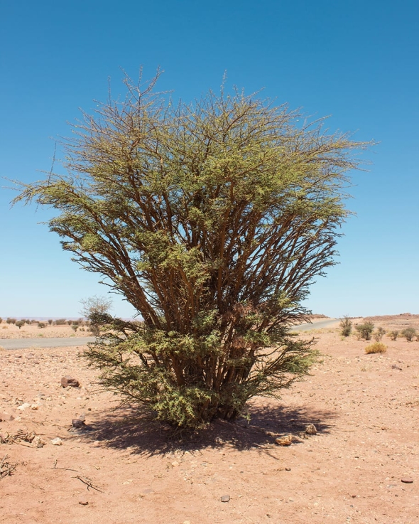 Acacia ehrenbergiana