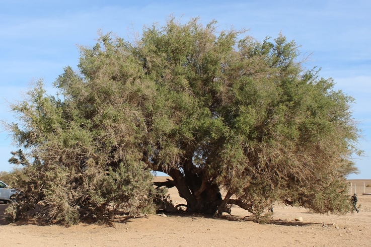 Argania spinosa (L.) Skeel
