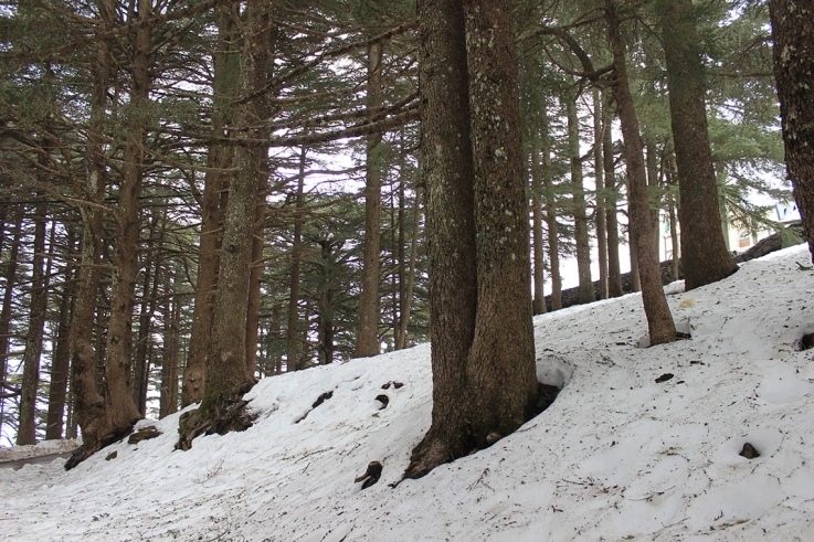 Cedrus atlantica